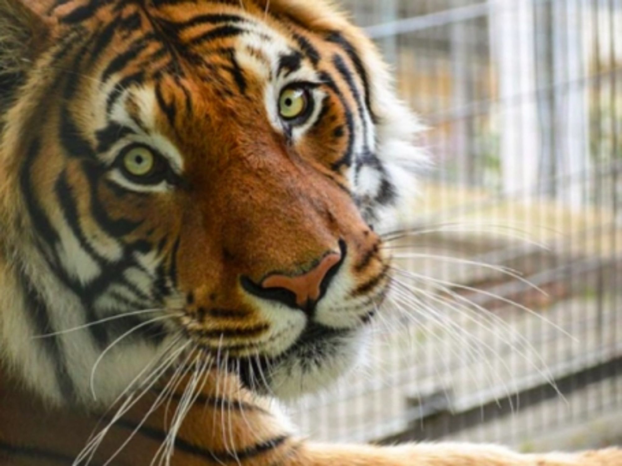 Tiger at Ansbach's Big Cat Sanctuary