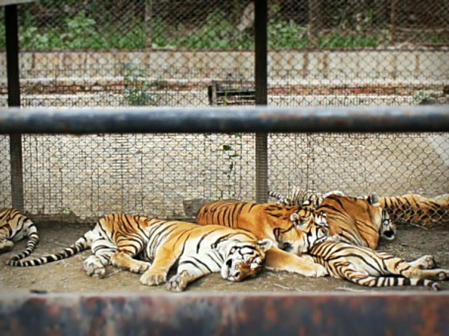 Tigers in a Chinese zoo
