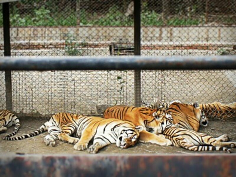 Tigers in a Chinese zoo