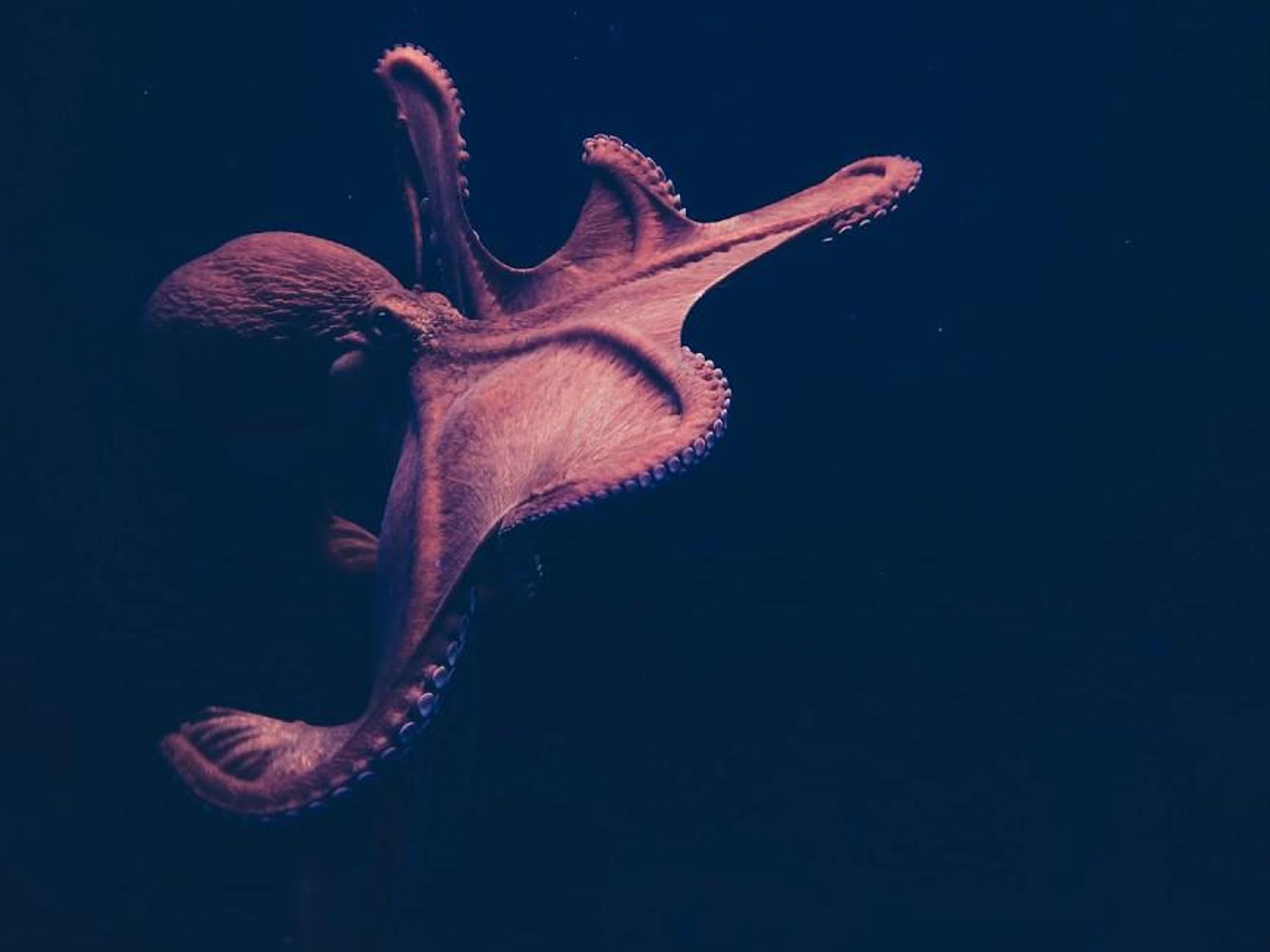 How The Octopus Conquered Humanity