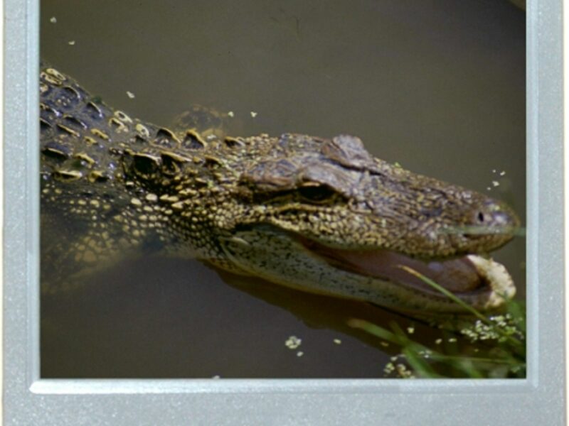 Too Hot For The Gators