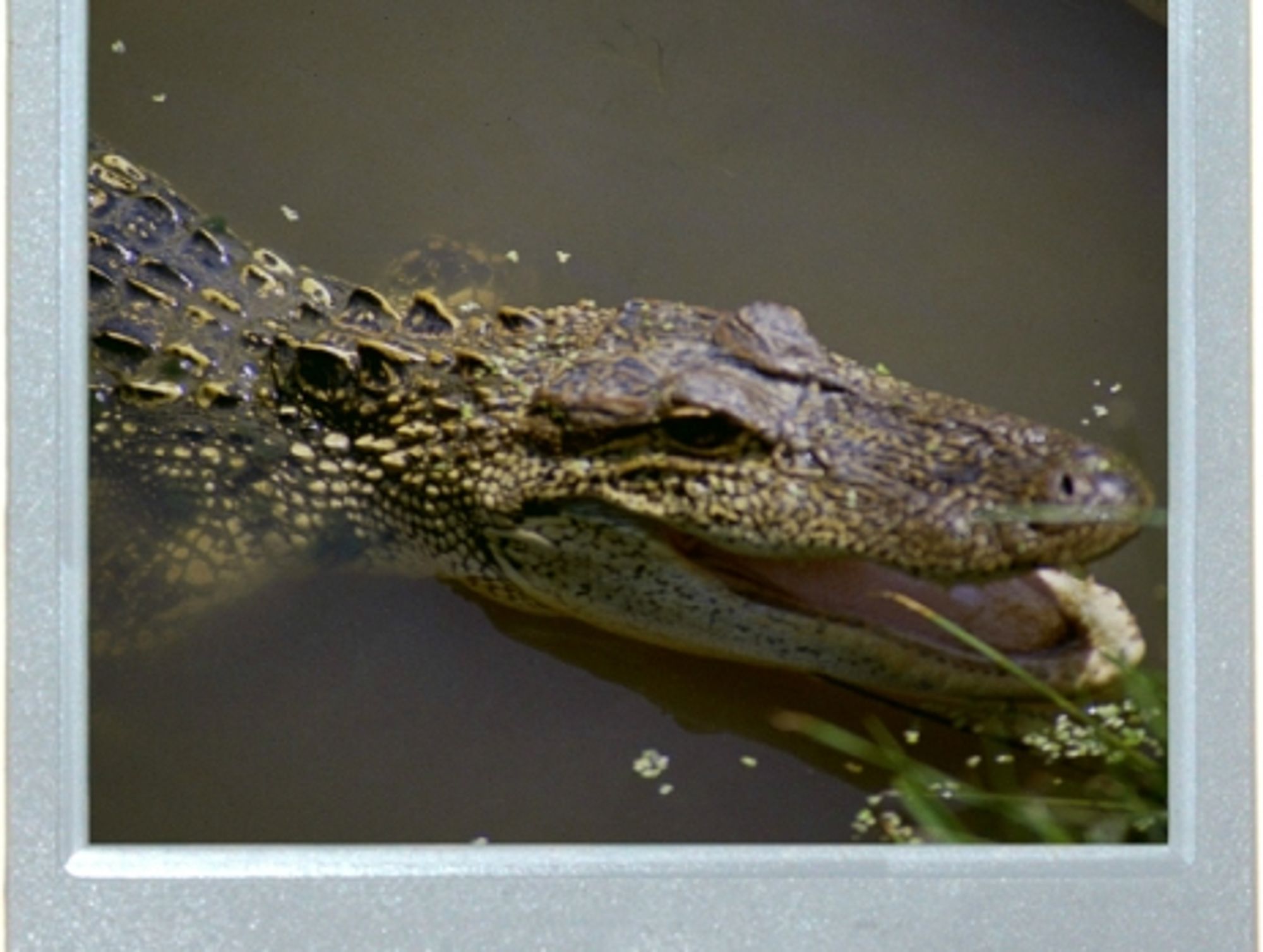 Too Hot For The Gators