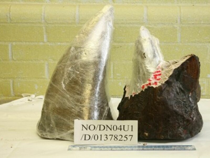 Trafficked rhino horns seized by authorities in Britain