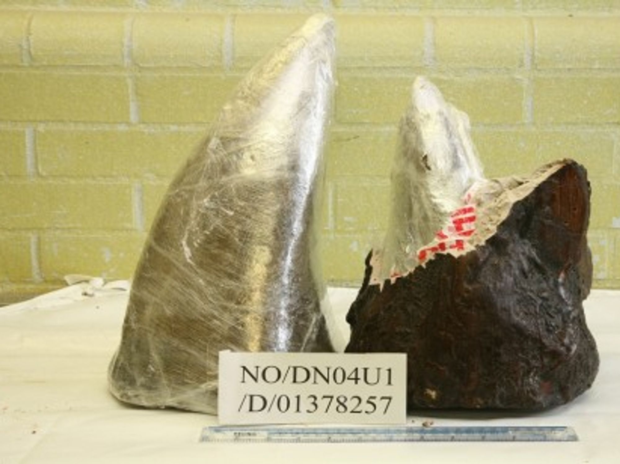 Trafficked rhino horns seized by authorities in Britain
