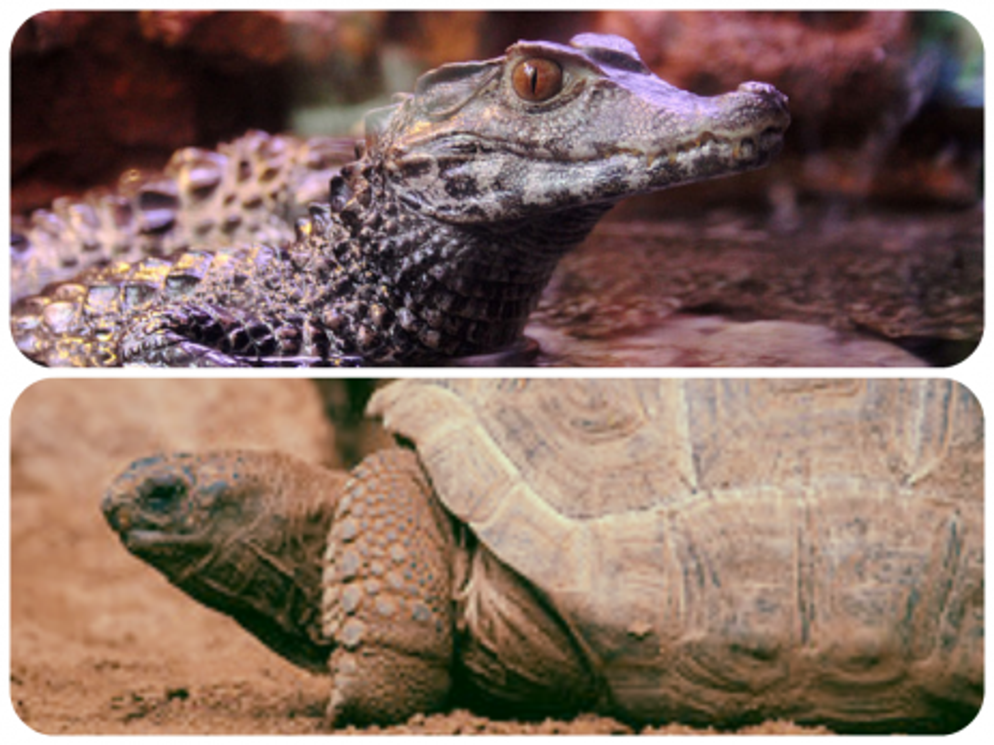 Traffickers Nabbed, 1,500 Tortoises Won't Be Eaten