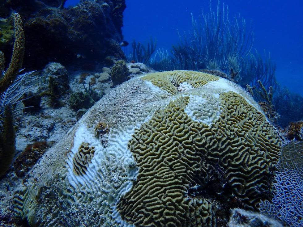 Tthe reef microbes around the US Virgin Islands