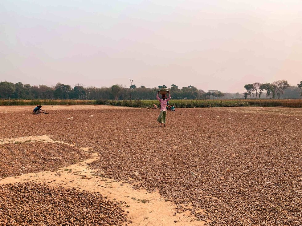 Turmeric drying in a field.