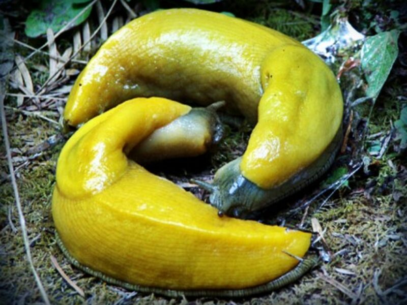 Two "banana slugs" curling up...