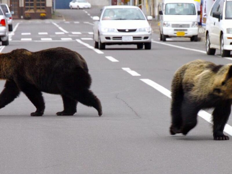 Bears Are Back In Japan — Is It Time To Unleash The Wolf Robots?