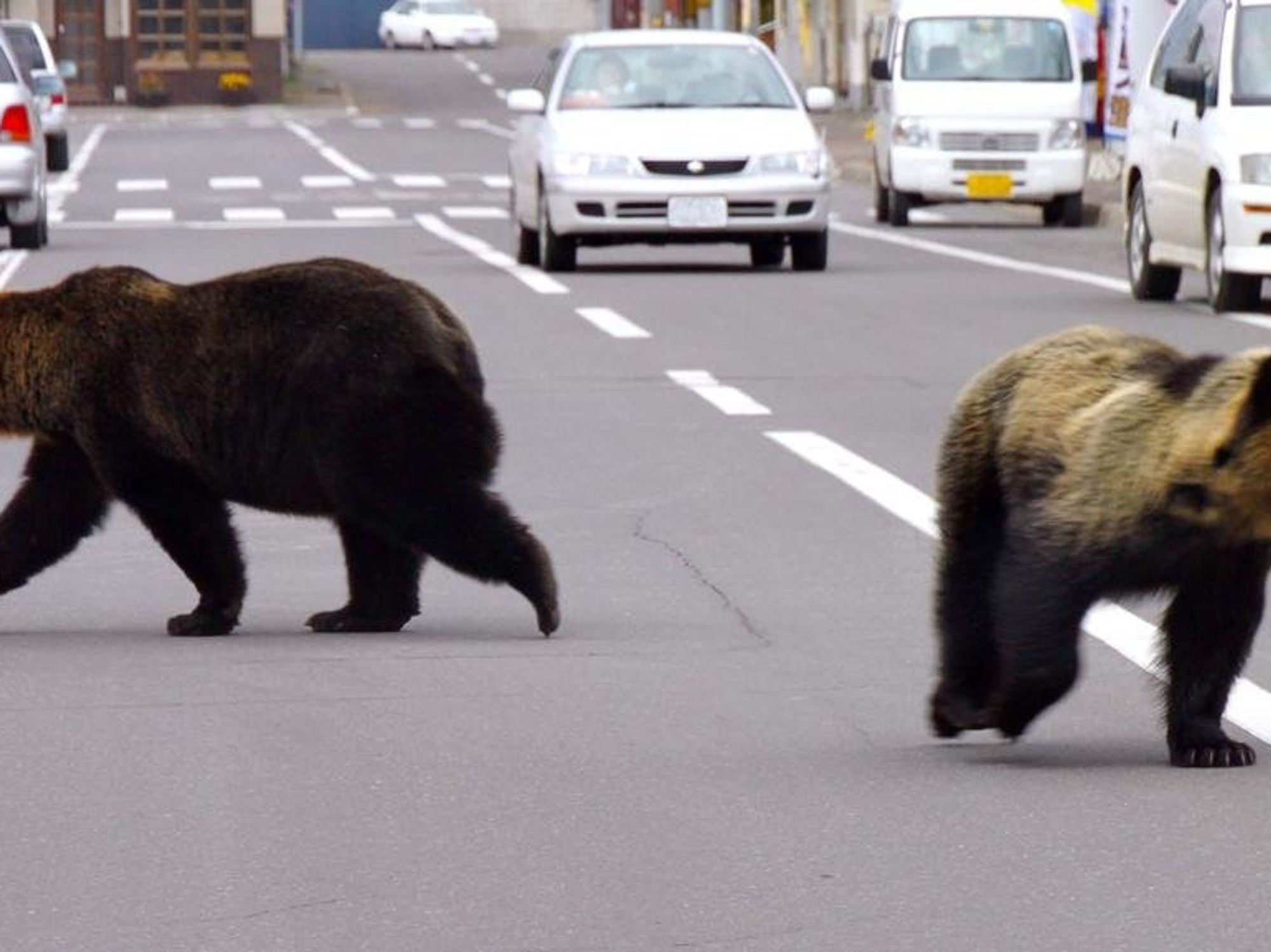 Bears Are Back In Japan — Is It Time To Unleash The Wolf Robots?