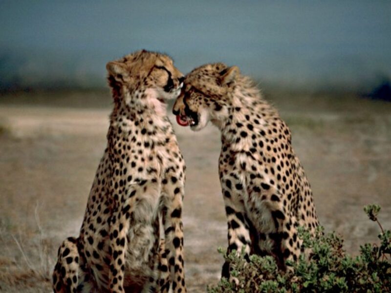 Two cheetahs grooming eachother