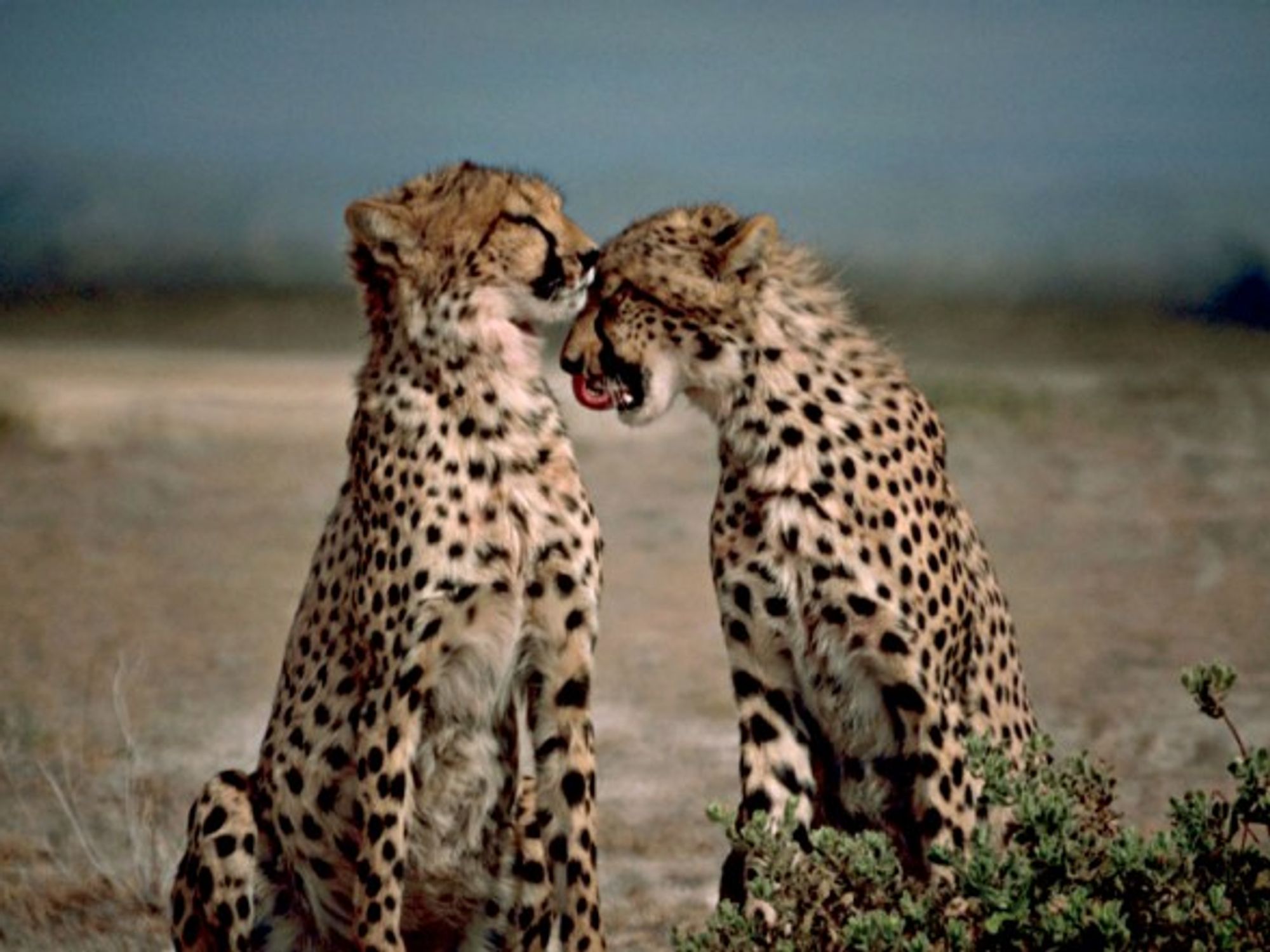 Two cheetahs grooming eachother