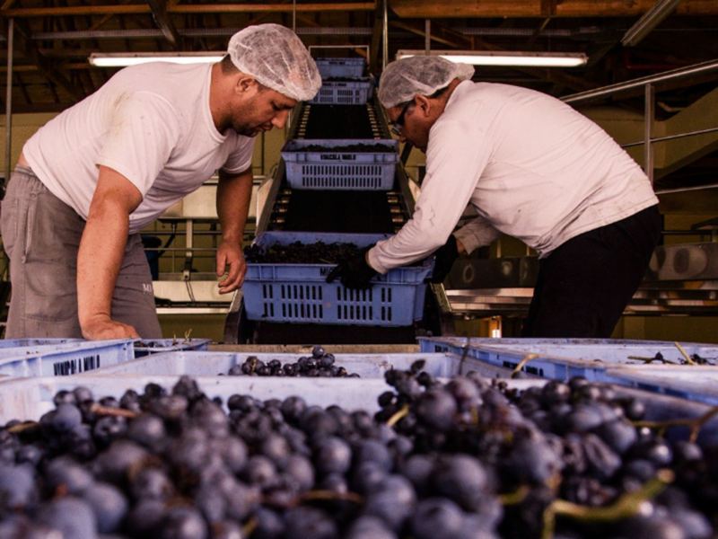 Cachaça To Cabernet: A New Generation Of Winemakers Puts Brazil On The Map