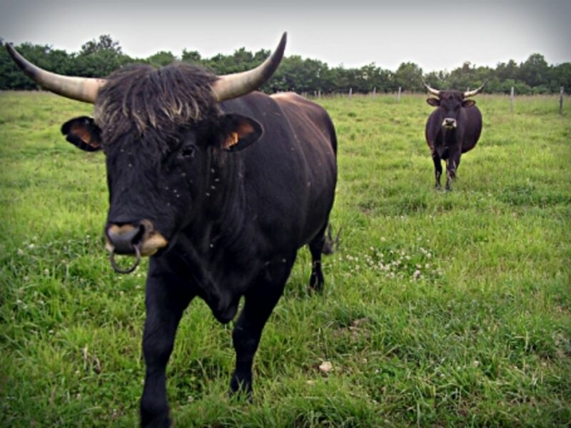 Two living aurochs in a field
