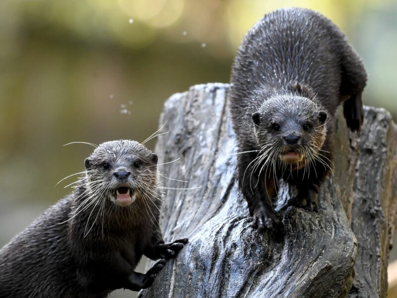 Two otters on a log bare their fangs at the camera.