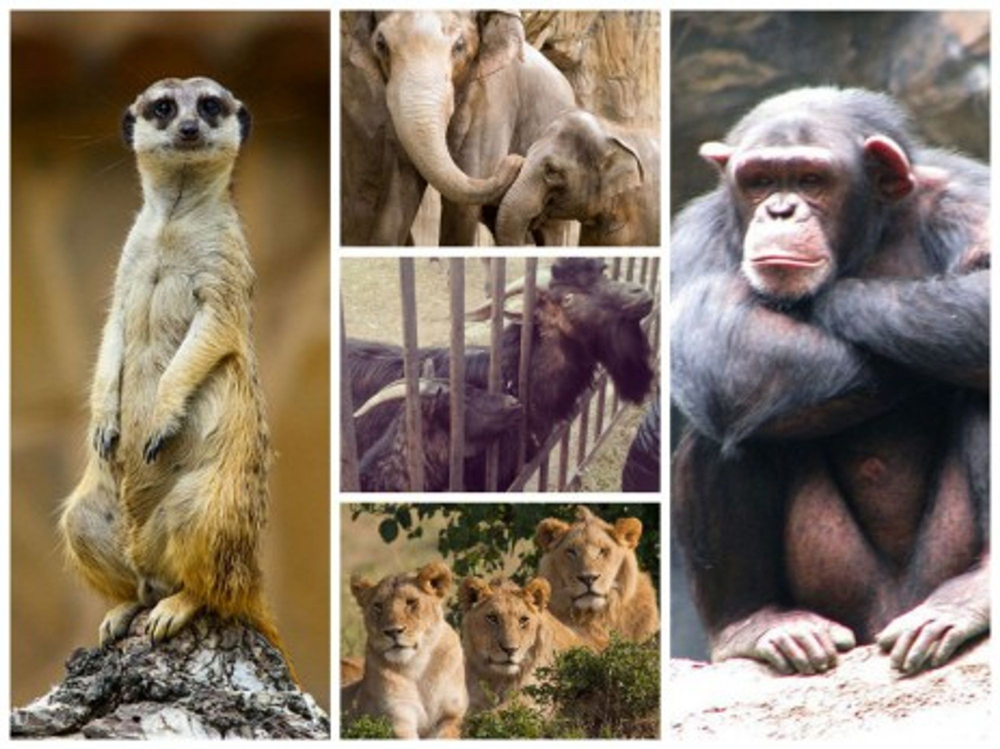 Ukraine Zoo Out Of Money, Animals Begin To Starve