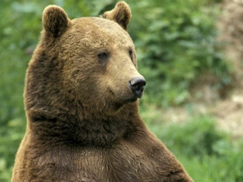 Un-Bear-Lievable