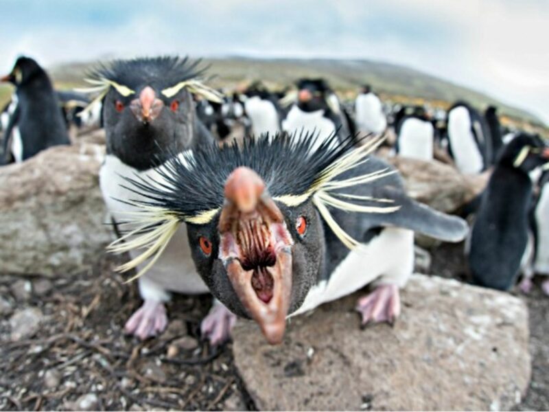 Unhappy rockhopper penguins on the Falklands