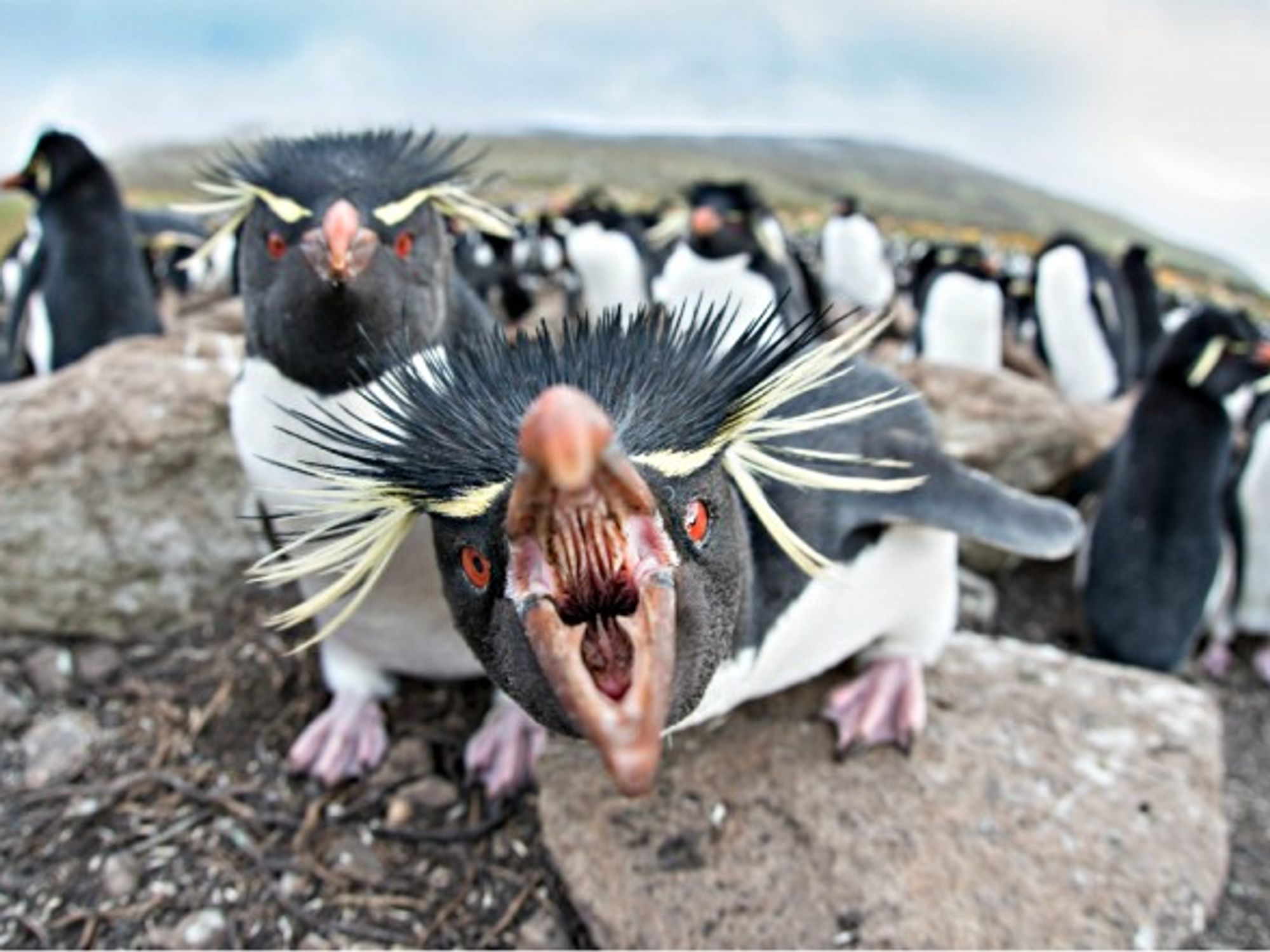 Unhappy rockhopper penguins on the Falklands