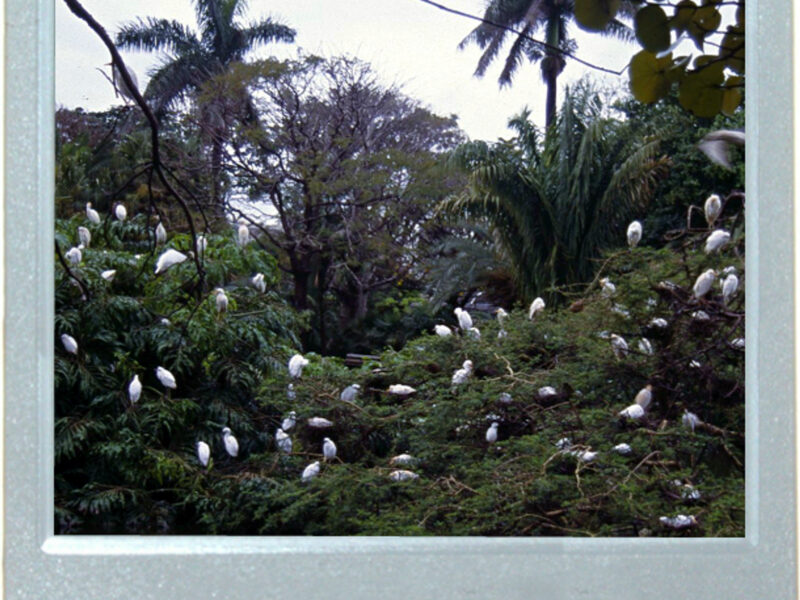 Up The Ibis Tree