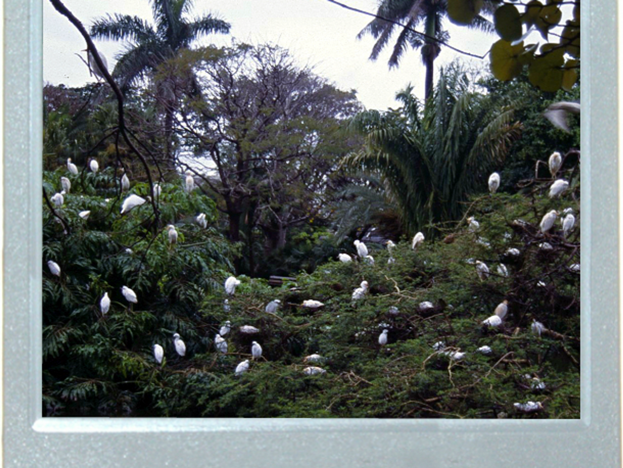 Up The Ibis Tree