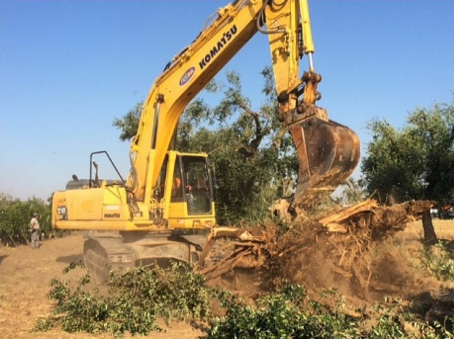 Uprooting Xylella olive trees contaminated by Xylella in Puglia