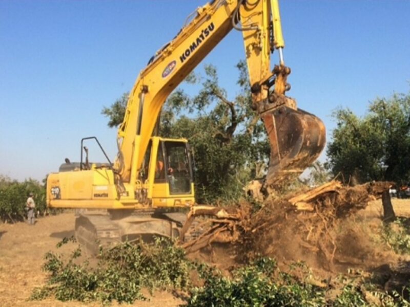 Uprooting Xylella olive trees contaminated by Xylella in Puglia