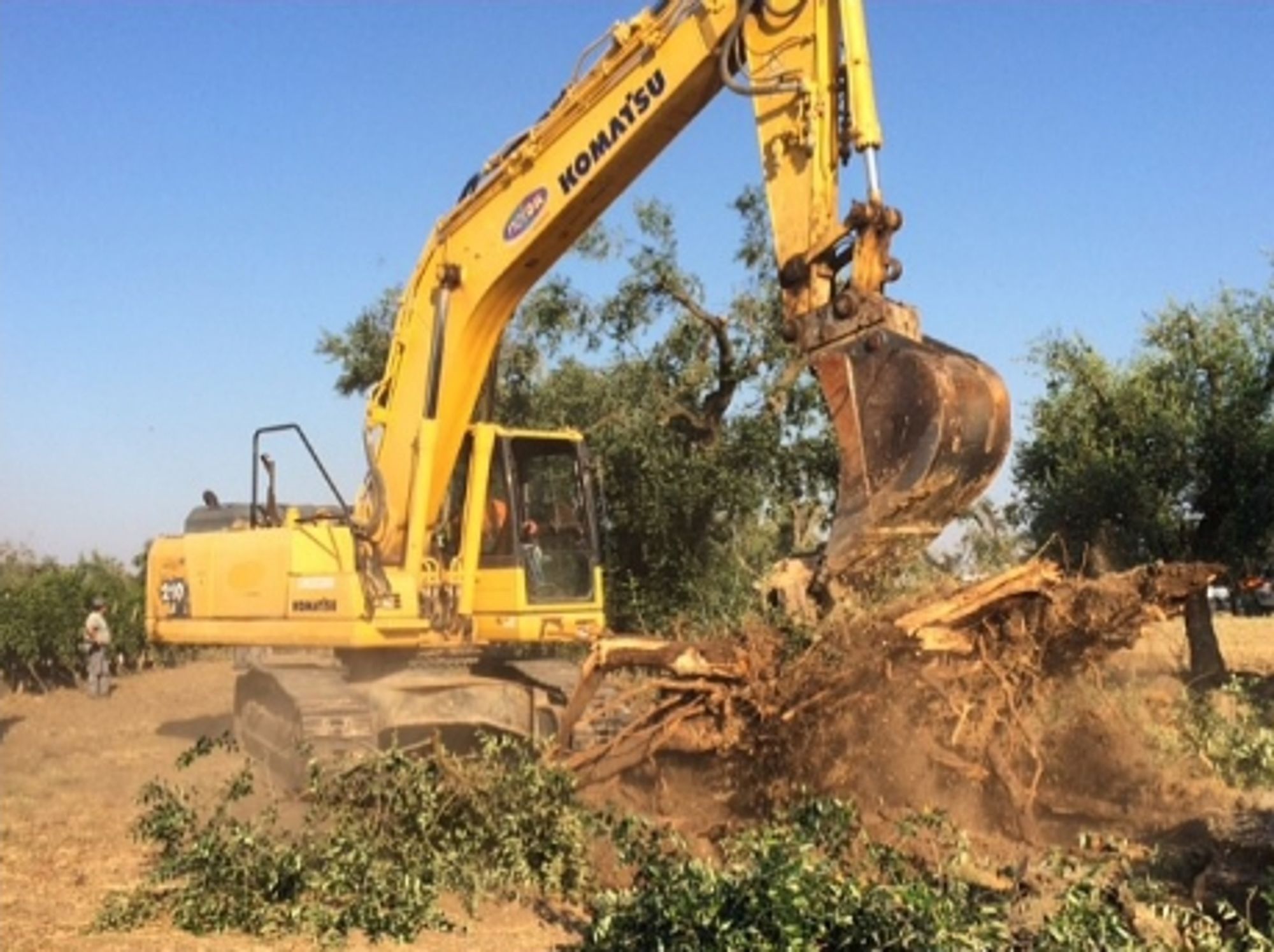 Uprooting Xylella olive trees contaminated by Xylella in Puglia