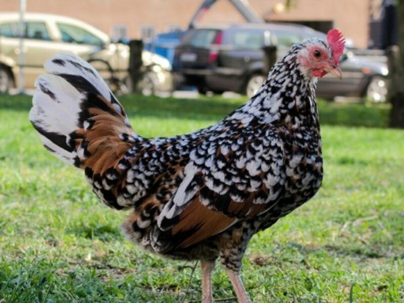 Urban hen (by drougge)