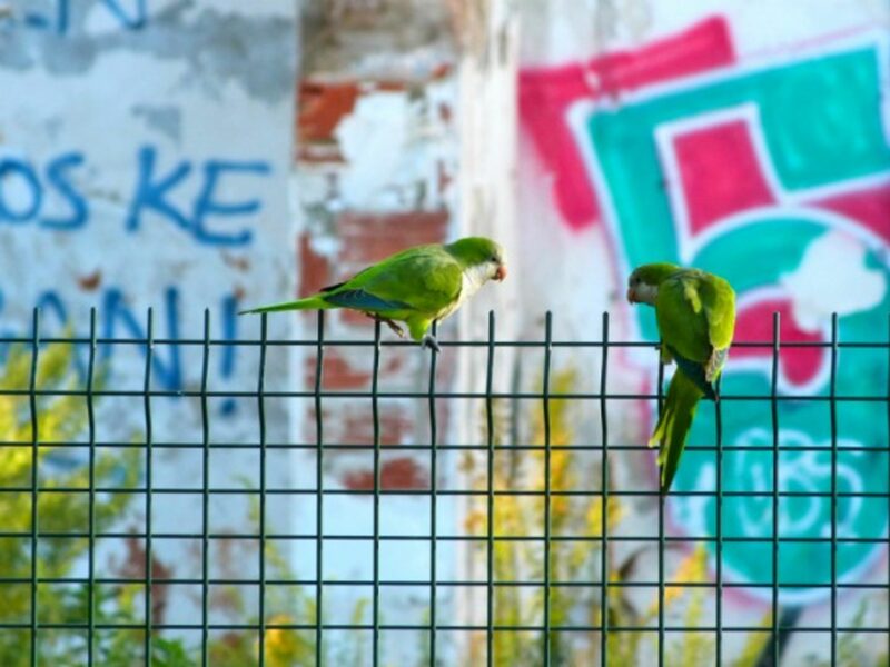 Urban parakeets in Barcelona, Spain