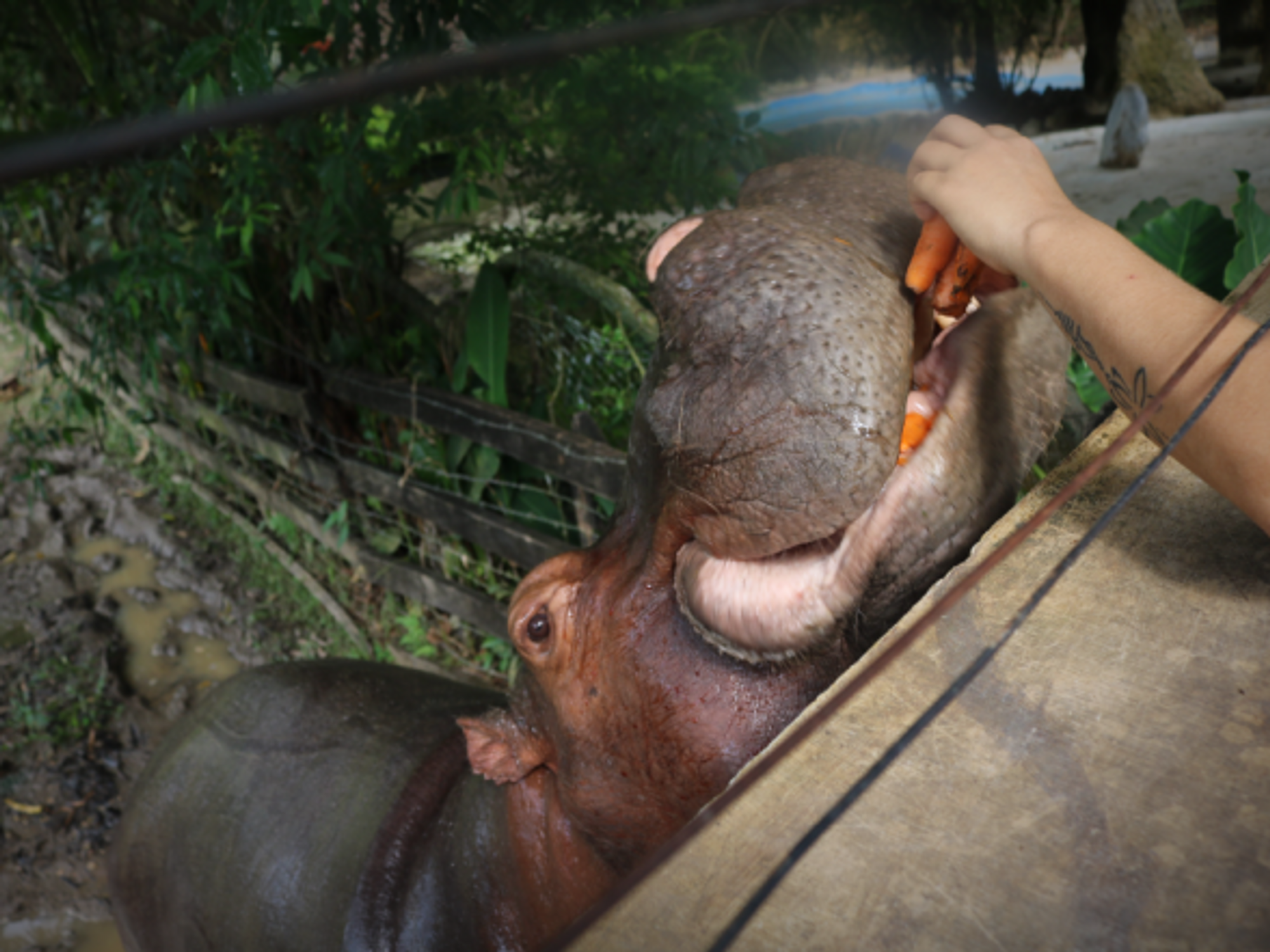 Vanessa, one of the hungry hippo at Pablo Escobar's estate