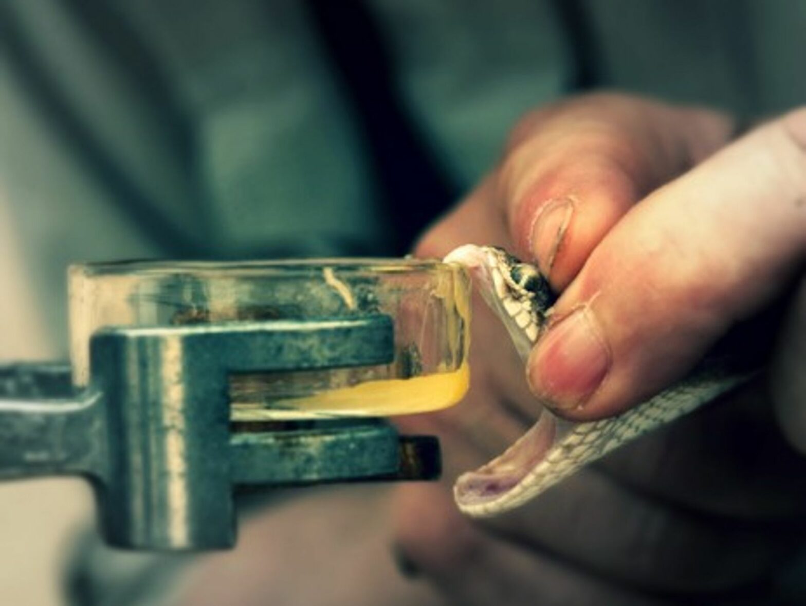 Venom extraction of a saw-scaled viper