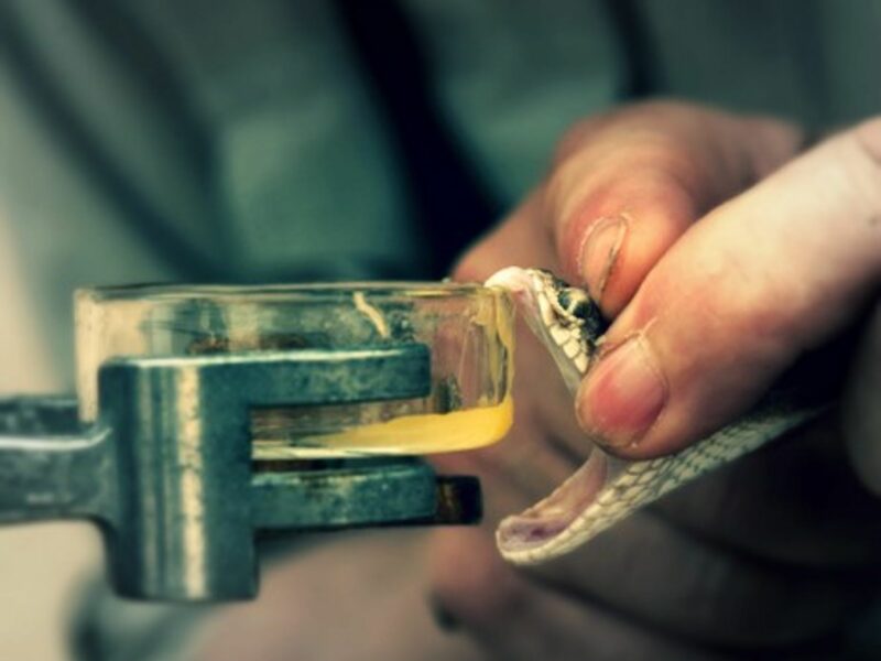 Venom extraction of a saw-scaled viper