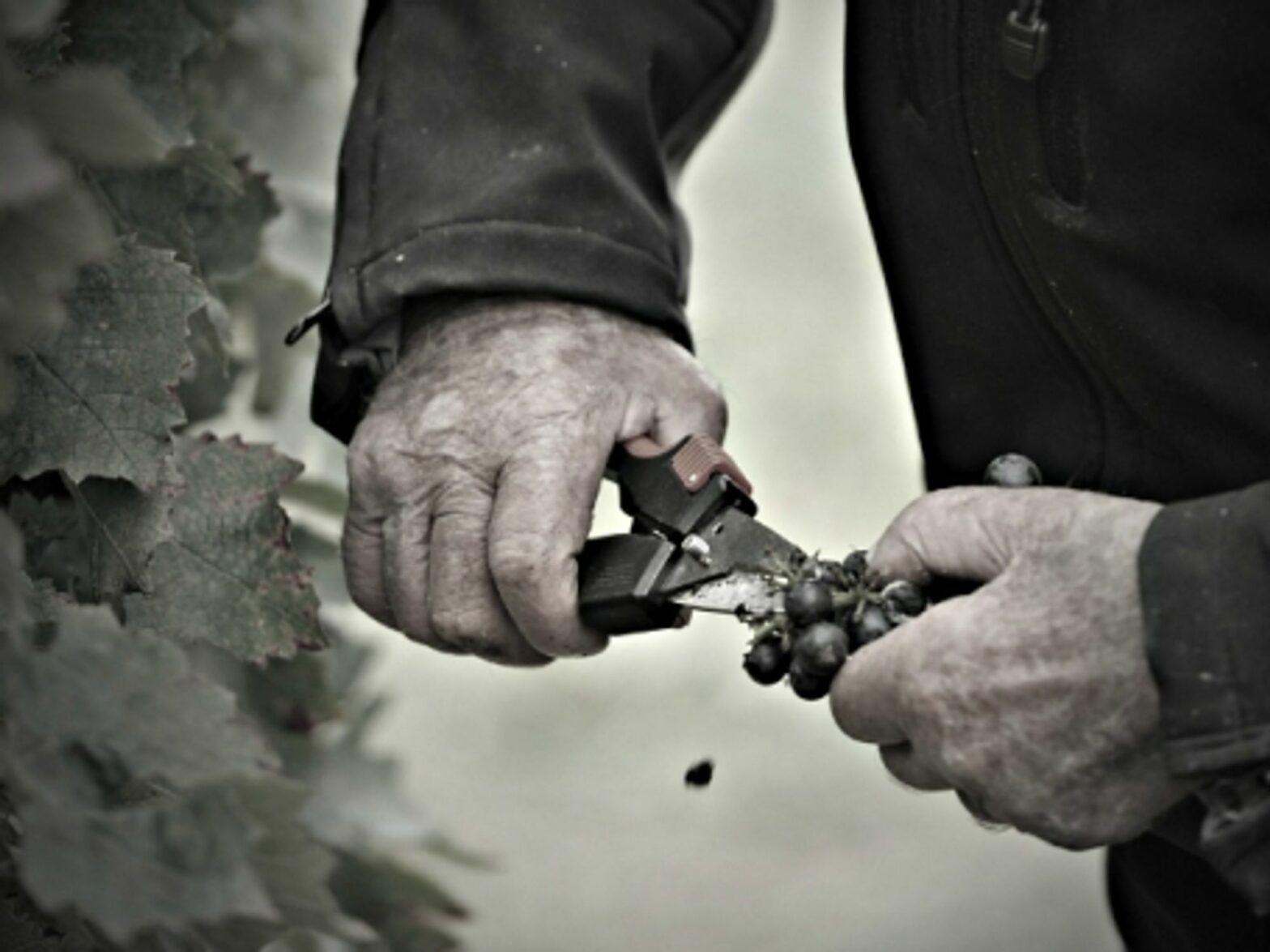 Vineyards and winemakers will need to adapt