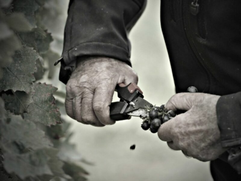 Vineyards and winemakers will need to adapt