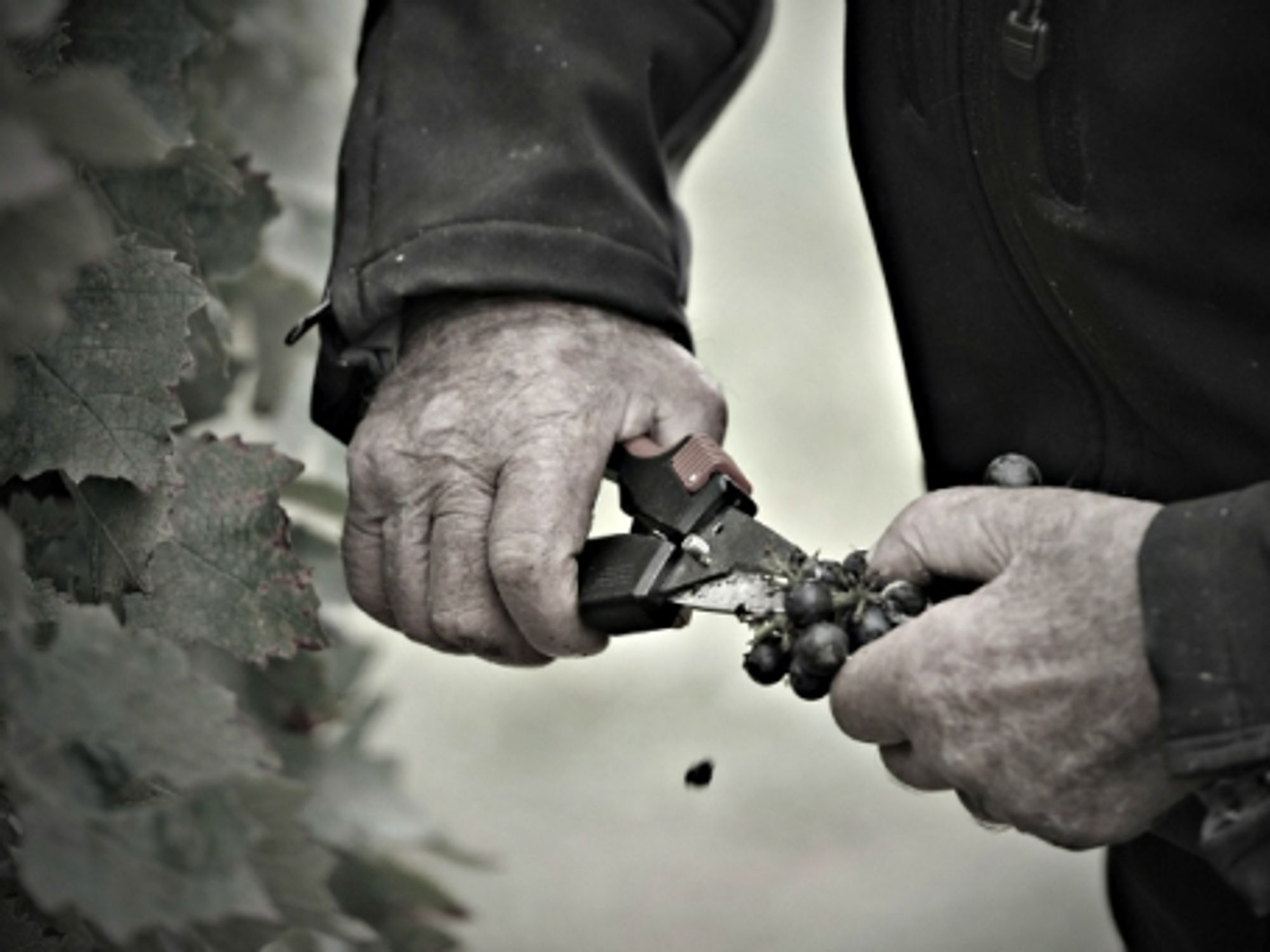 Vineyards and winemakers will need to adapt