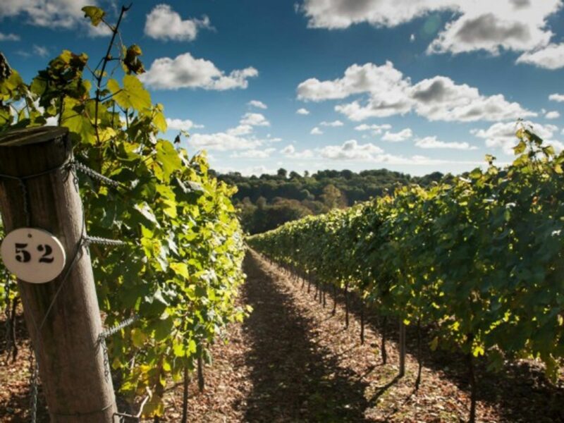 Vineyards at the Hambledon estate