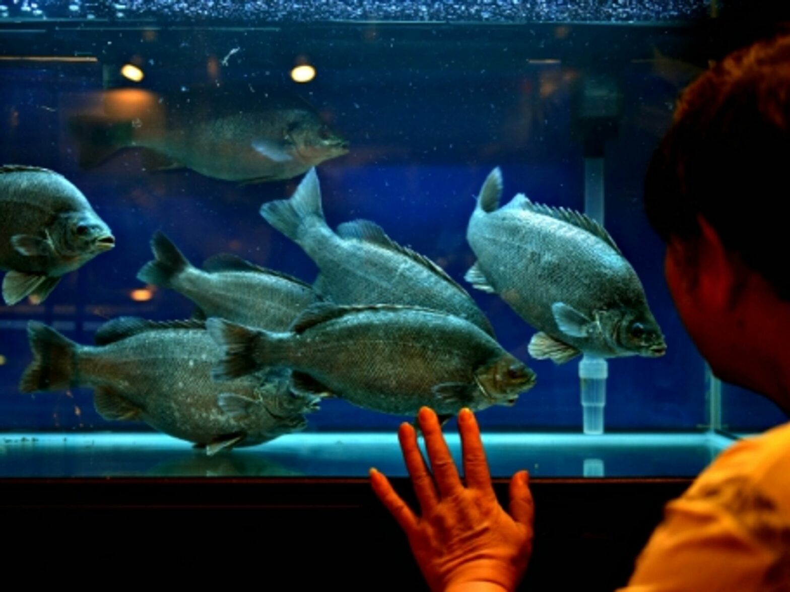 Visitor at Hong Kong's Asia Seafood Exposition
