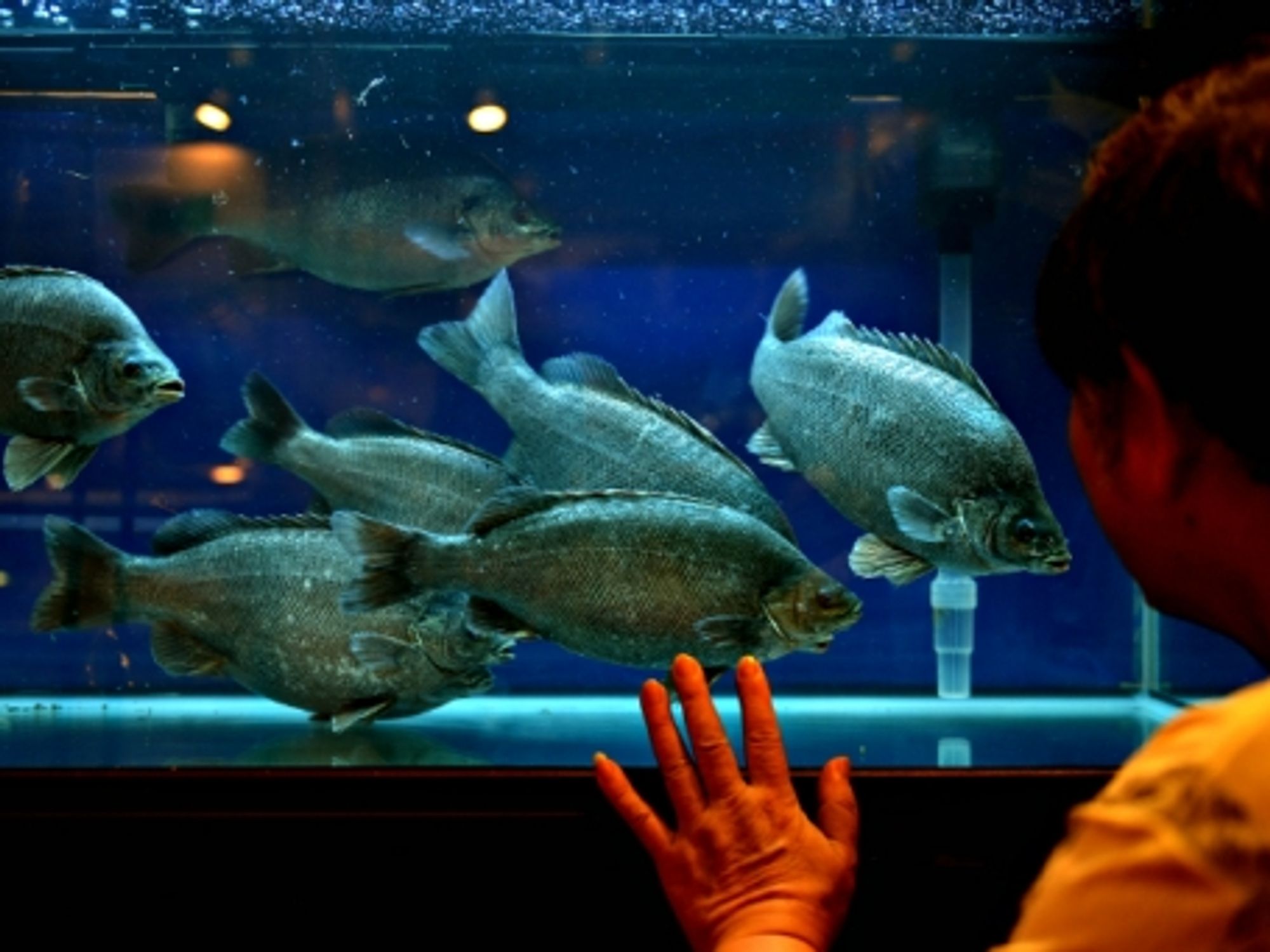 Visitor at Hong Kong's Asia Seafood Exposition