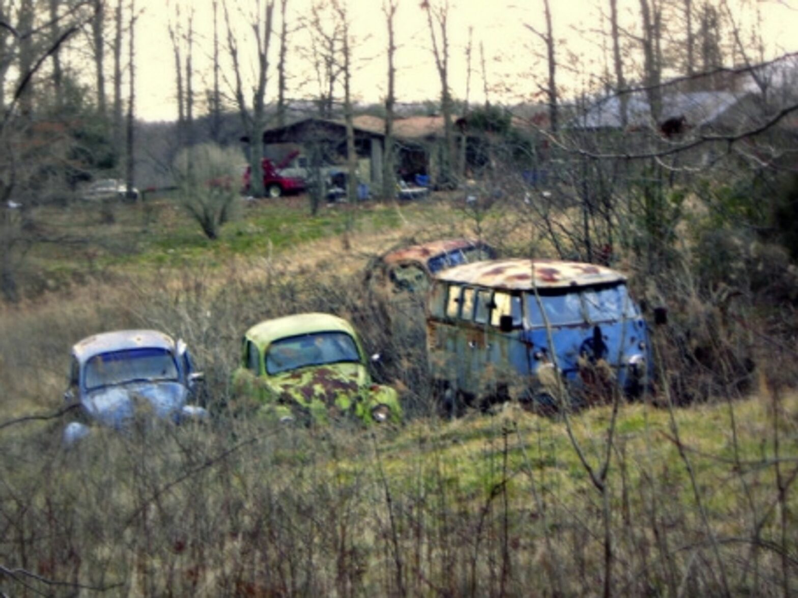 Volkswagens caught in the weeds in Tennessee