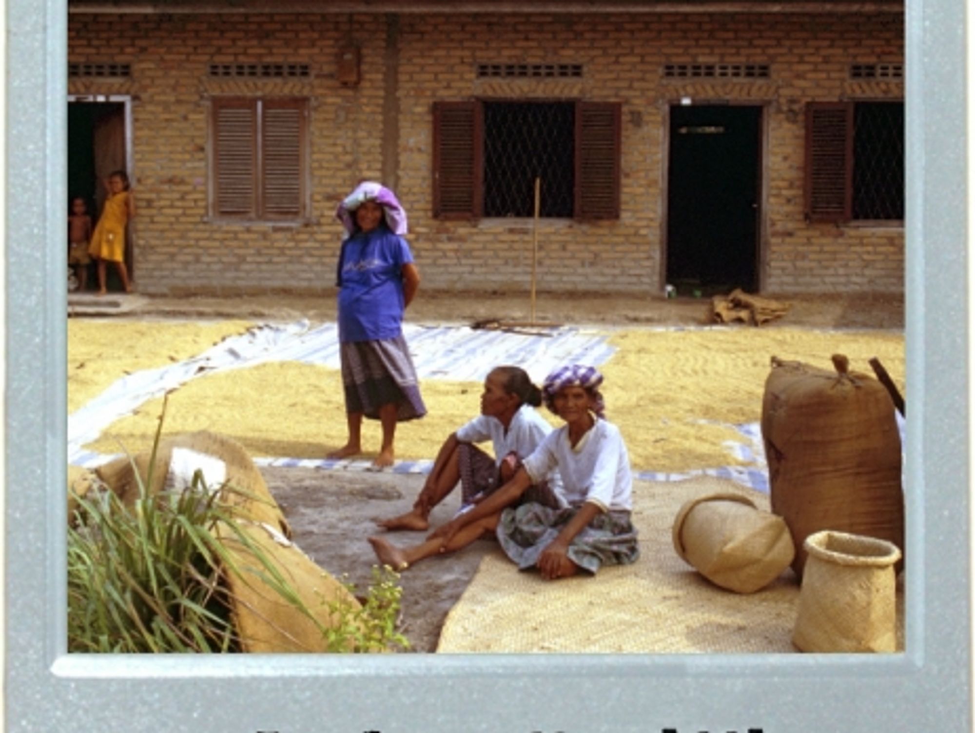 Waiting For The Rice To Dry