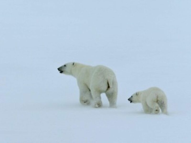 What Will Happen To The Last Of The Polar Bears ?
