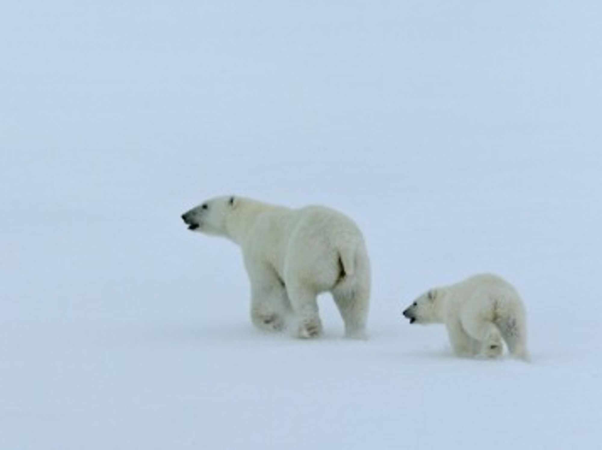 What Will Happen To The Last Of The Polar Bears ?