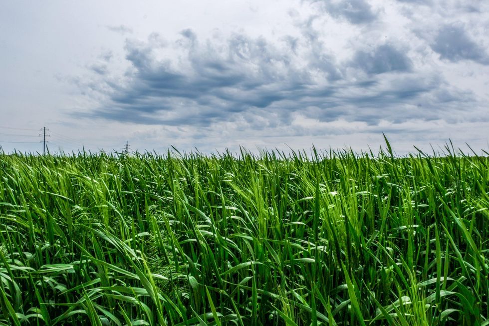 Wheat field in Ukraine