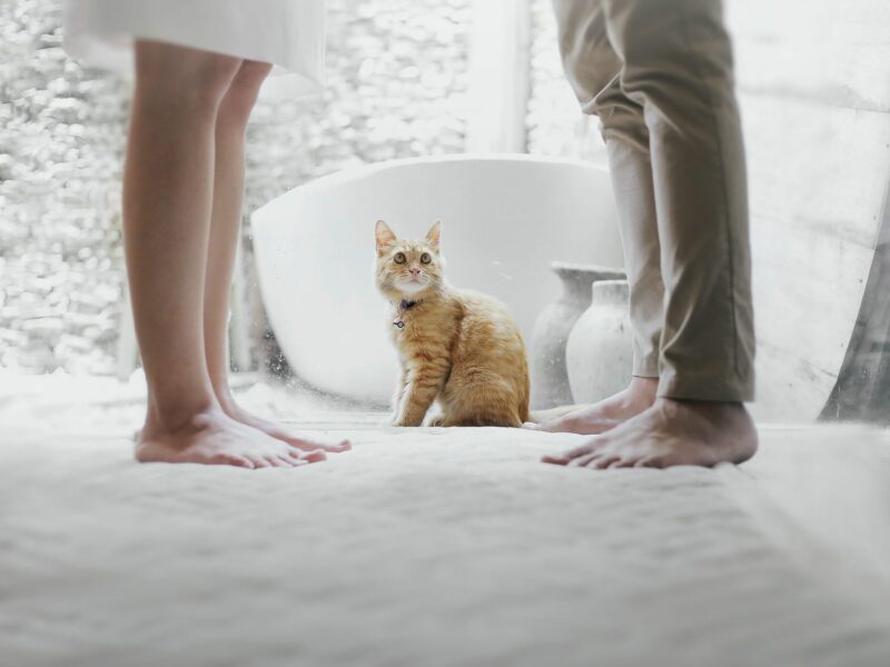 In Argentina, A Pet Custody Battle Leads To "Multi-Species Family" Legal Status