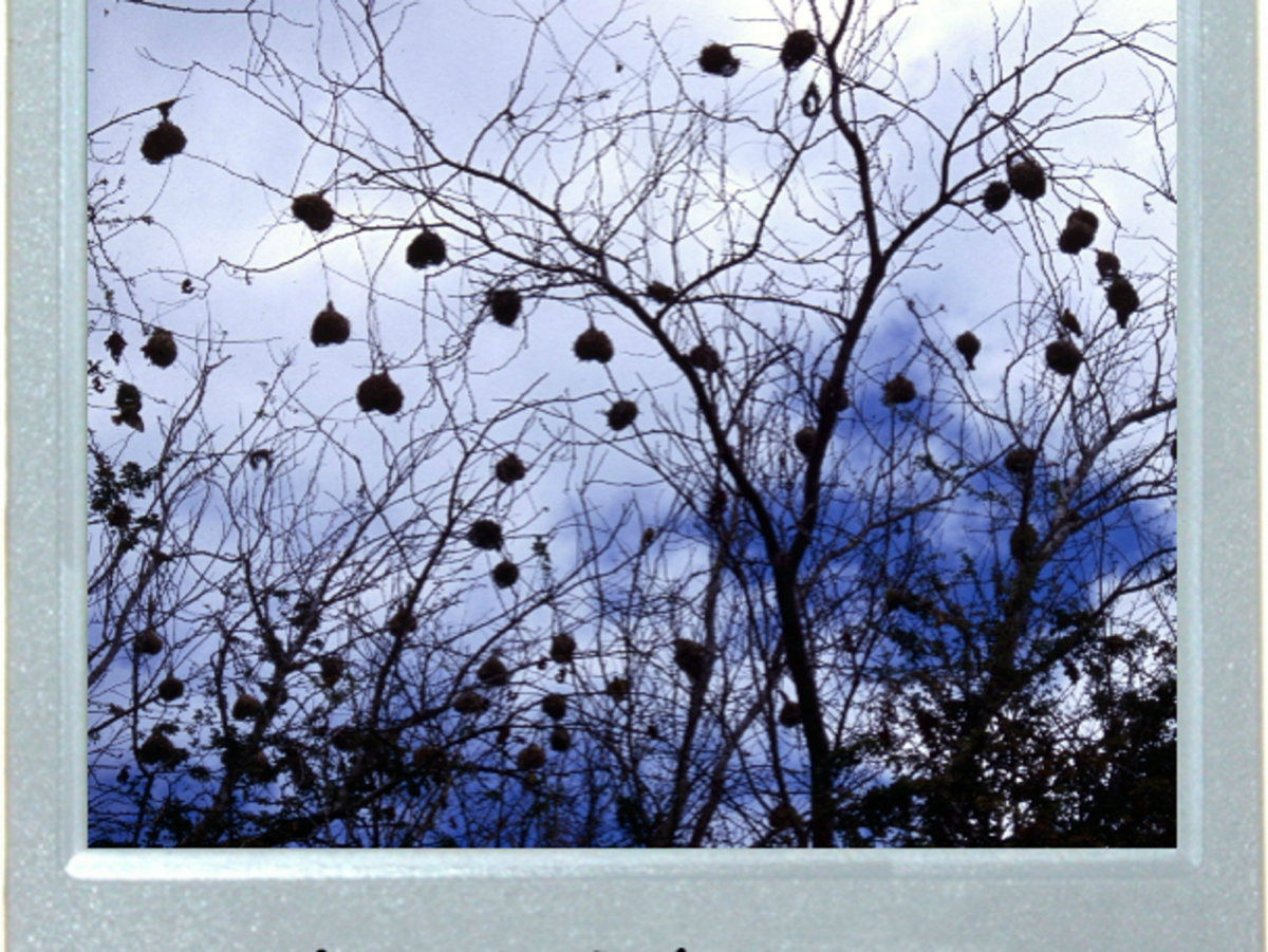 Where Weavers Nest