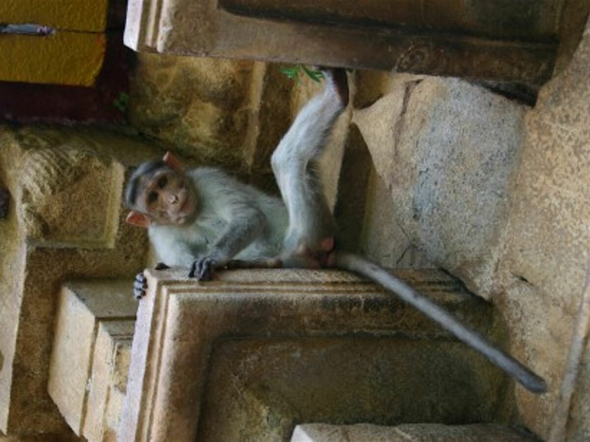 While Monkeys Roam Free In India, Humans Live In Cages