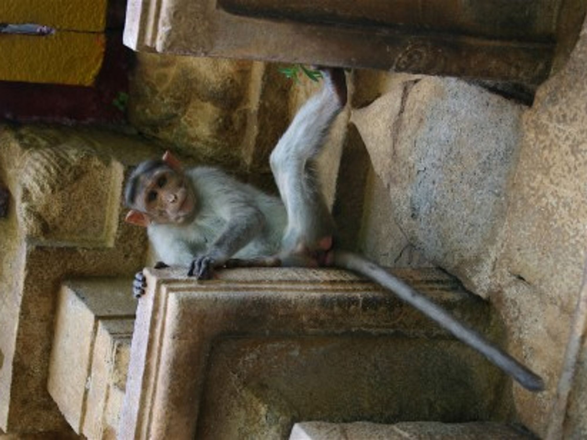 While Monkeys Roam Free In India, Humans Live In Cages