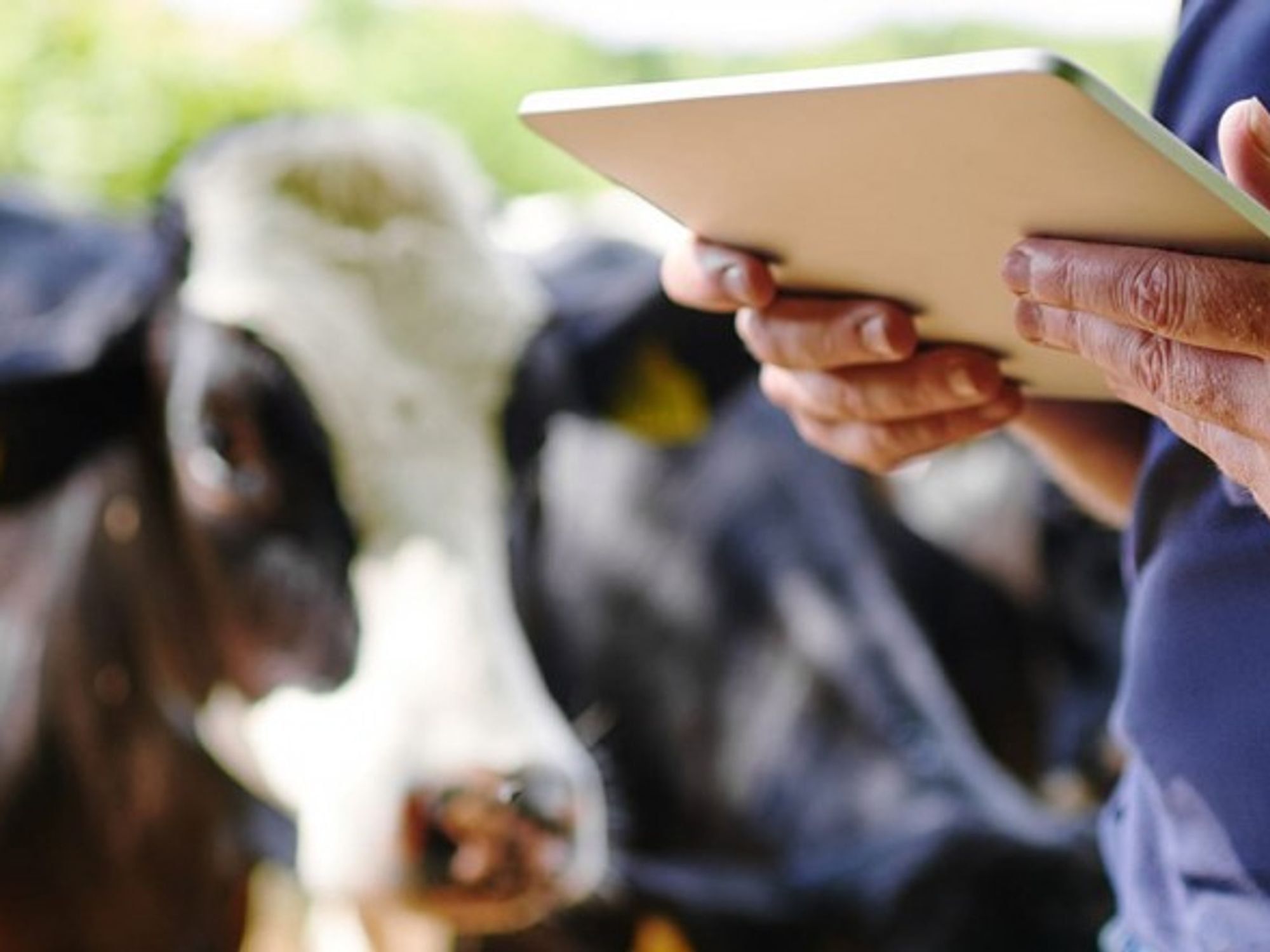 Will a digital technology help to remobilize a generation that had lost interest in agriculture?