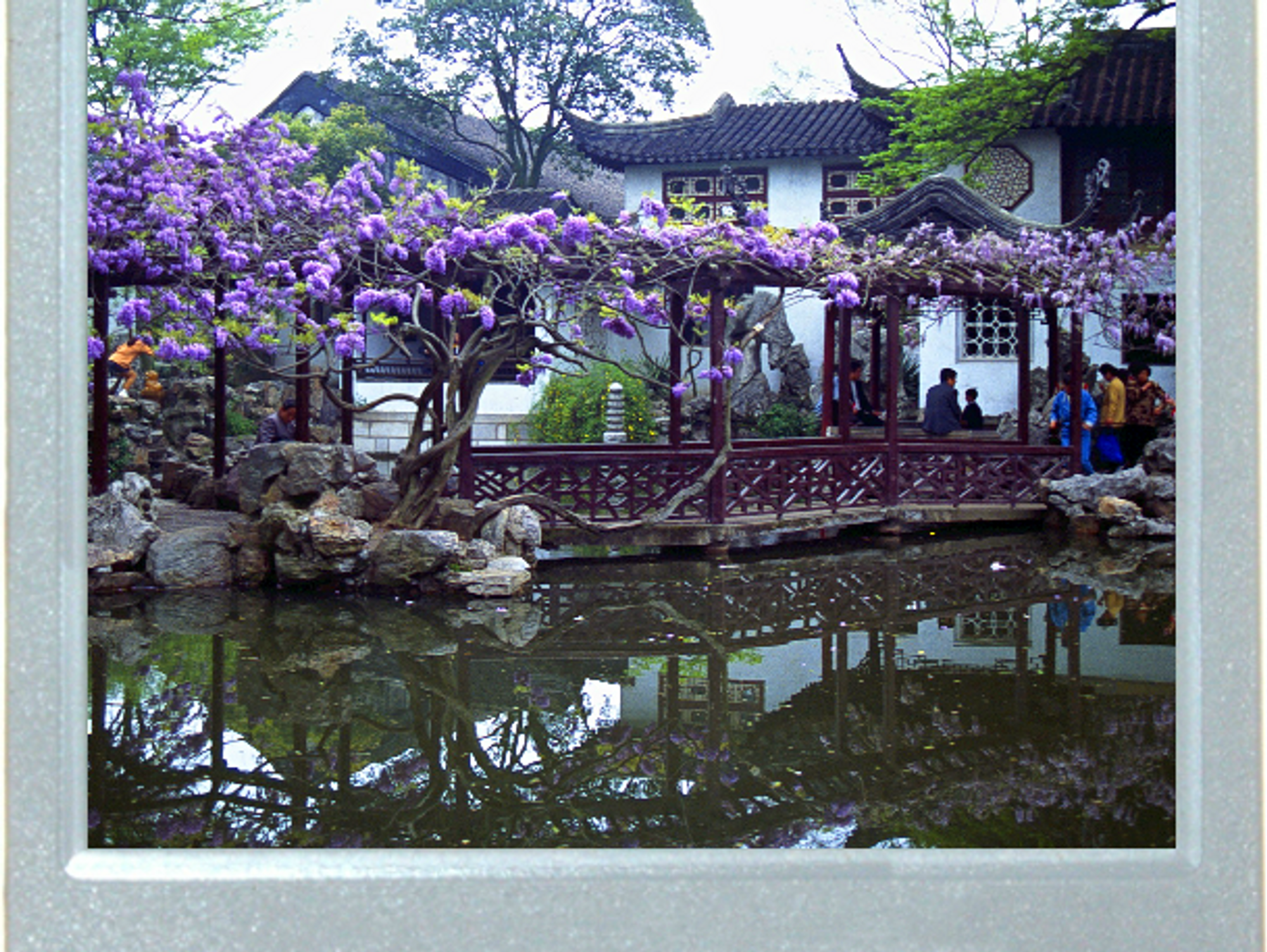 Wisteria Wonder
